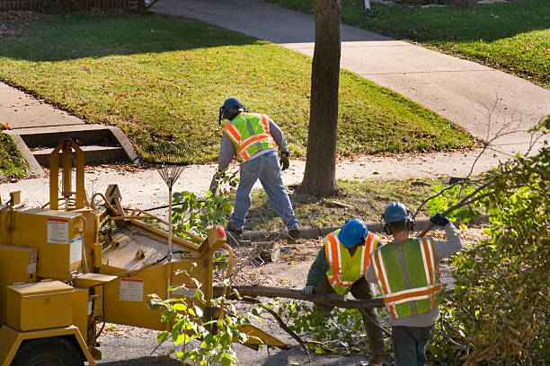 Best Lot and Land Clearing  in Tarpon Springs, FL